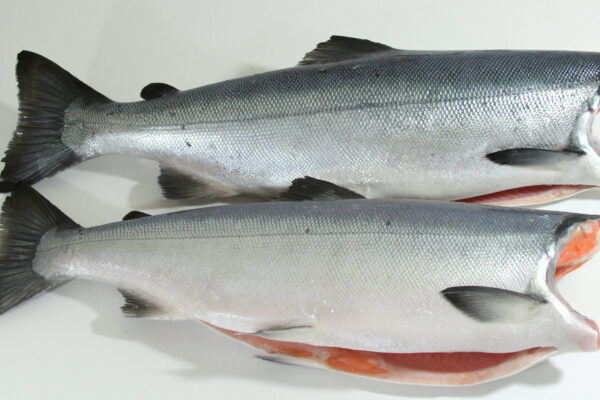 SALMON CATCH AND PROCESSING 2