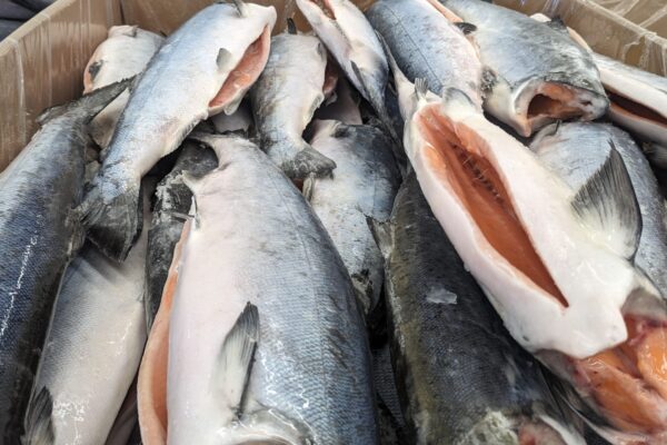 SALMON CATCH AND PROCESSING 3