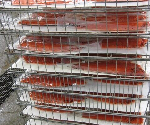 SALMON CATCH AND PROCESSING 4