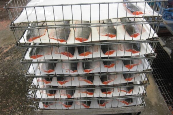 SALMON CATCH AND PROCESSING 5