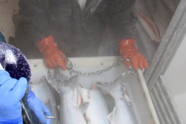 SALMON CATCH AND PROCESSING